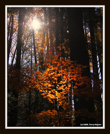 Sun lighting up the tree through the forest - IMG_3887