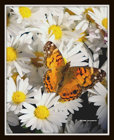 Butterfly on Daisys - in November - IMG_4153