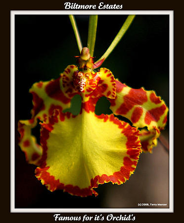 The Spanish Dancer - Biltmore Orchid's - IMG_4264