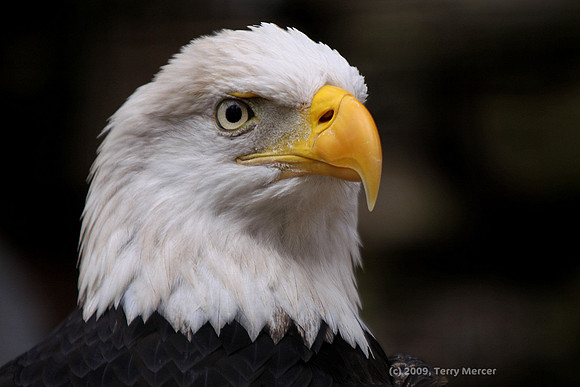 Bald Eagle Head Shot - IMG_6379