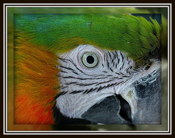 Eye See You - Harloquin Parrot Head Shot - IMG_3618