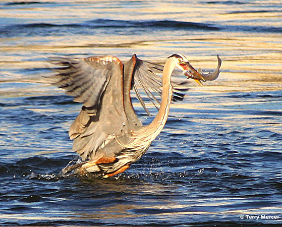 IMG_3709 - Great Blue Heron JUST caught fish...