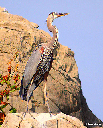 IMG_4855 - Great Blue Heron - full body