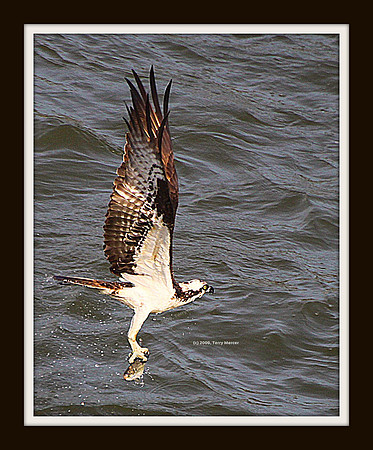 Osprey IN FLIGHT - Fishing -  IMG_5105 - cropped & Framed