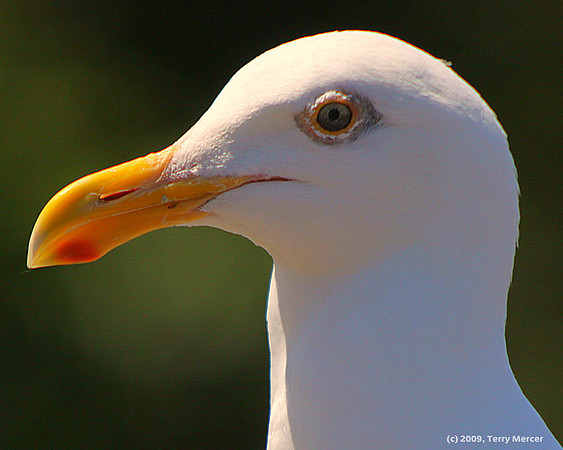 Sea Gull Head - Close Up - IMG_8293