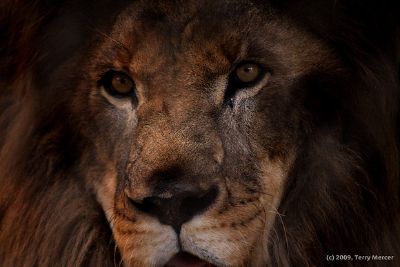 Lion Intesity - Head Shot - Close up - IMG_9333