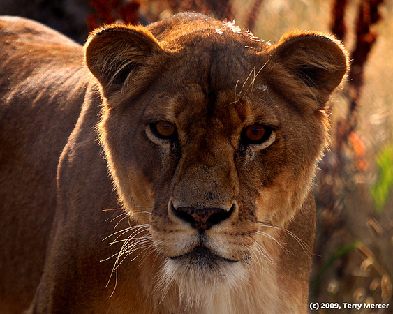 Female Lion - The Stare - IMG_9372