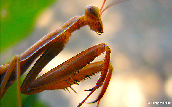 IMG_3824 Praying Mantis - Macro