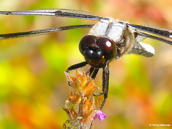 IMG_3868 Dragon Fly - CLOSE UP MACRO
