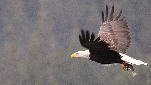Eagle IN FLIGHT - with Fish - IMG_2640