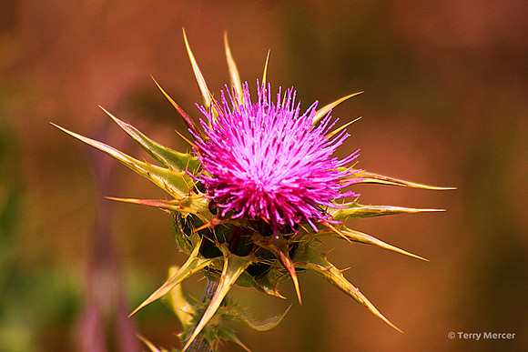 IMG_7936 - Star Thistle in full bloom