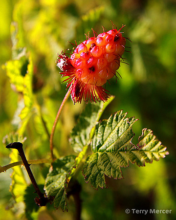 IMG_7958 - Oregon wild berries