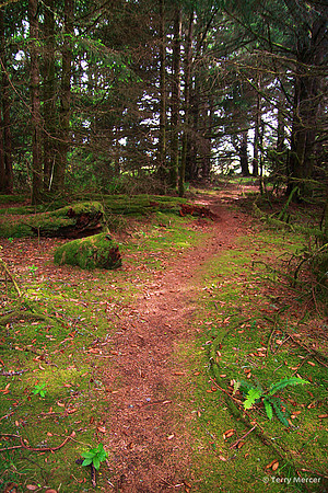 IMG_8018 Oregon Coastal Trails