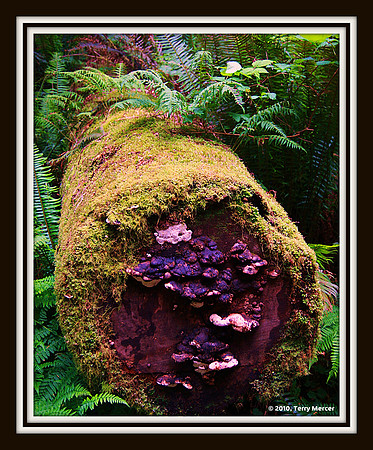 IMG_8189 - Redwood's are an ecosystem within themselves!