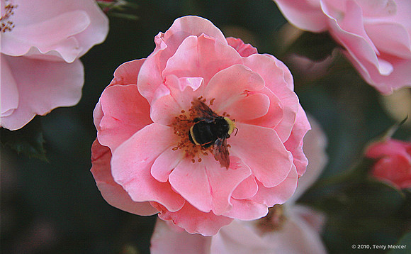 IMG_0492 - Pink Rose with Bee landing (widescreen)
