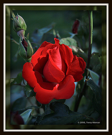 IMG_0514 - Red Rose (framed)