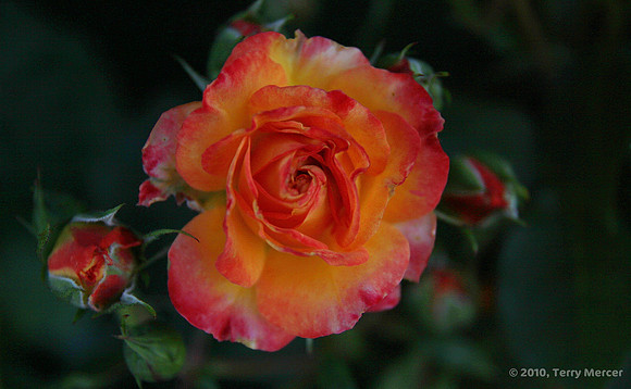 IMG_0520 - Rose Sunburst (Widescreen)