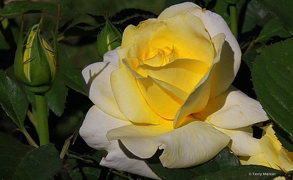 IMG_0576 Yellow Rose Bud