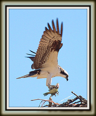 IMG_1352 - Osprey IN FLIGHT (with fish) - landing - crop tall & framed