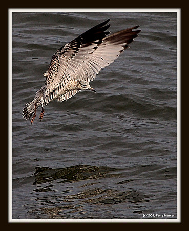 Sea Gull - IN FLIGHT - IMG_0147