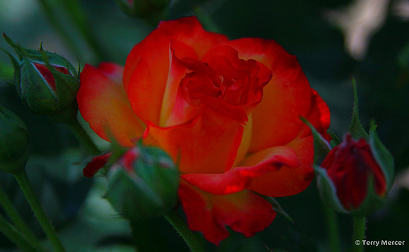 IMG_0476 - SURPRISE! Sunrise colors among deep red roses... the contrast was amazing... widescreen crop