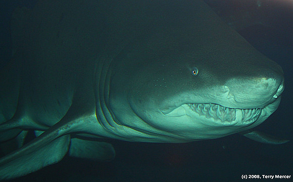 The business end of the Sand Tiger Shark - IMG_1111