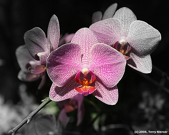 Orchid - Purple Passion - IMG_8596 - Focal B&W