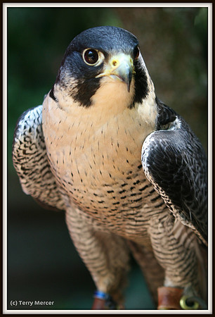 Peregrine Falcon - close up & personal - IMG_8631