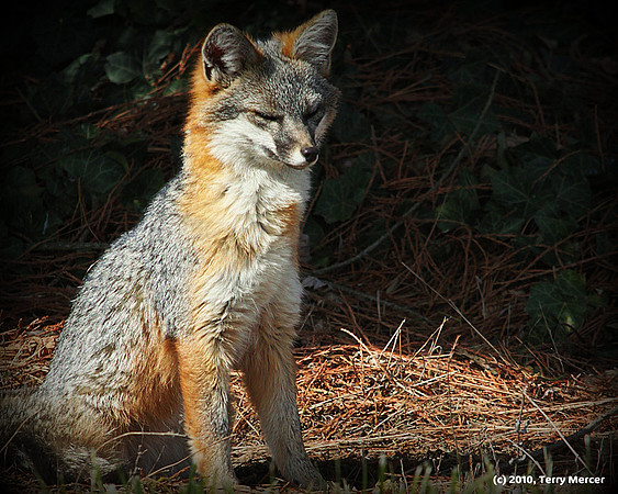 IMG_5831 - Wild Fox (Oregon) getting some sun