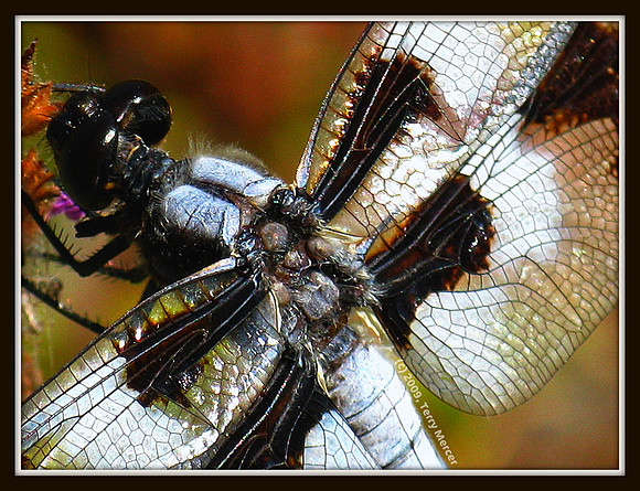 Dragonfly Back - Closeup - IMG_3866