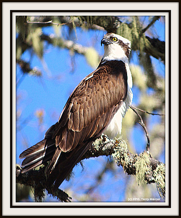 IMG_3023 - Osprey sitting atop a tree, awaiting it's next meal.