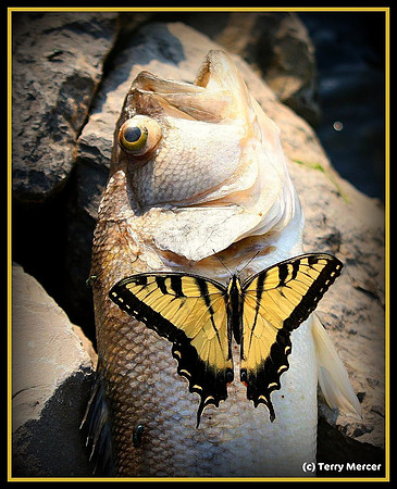 IMG_3672 - Vignette & Border