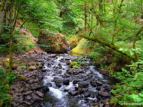 Beautiful Green Oregon