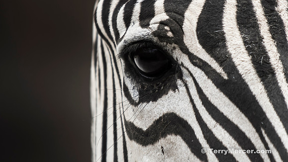 The Eye of the Zebra...