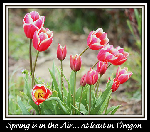 IMG_7351 - Beautiful Tulips - framed with Spring Caption (as shot)