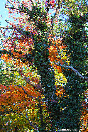Fall Colors - IMG_3247