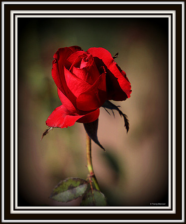 IMG_4207 - Red Rose Bud Opening