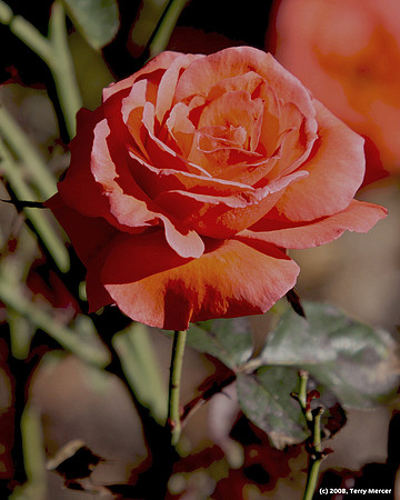 Roses are Pink & Orange - sometimes - IMG_4204