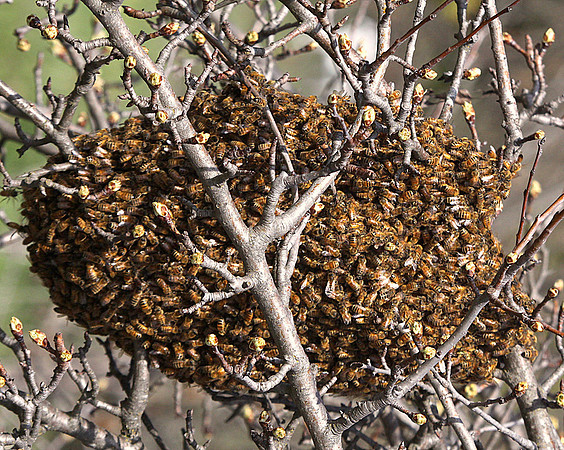 IMG_5938 - Bee Hive (the swarm)