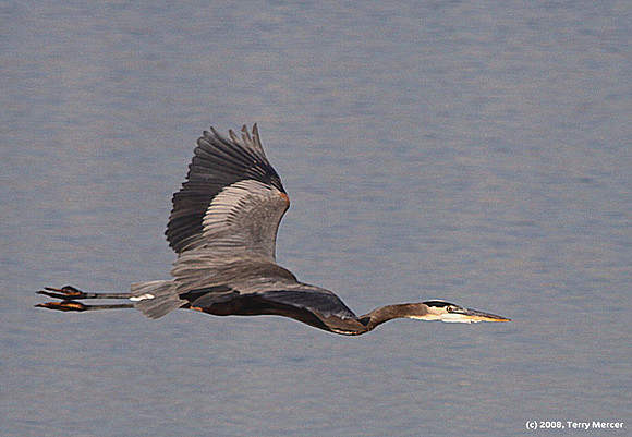 Blue Heron - IN FLIGHT IMG_3031