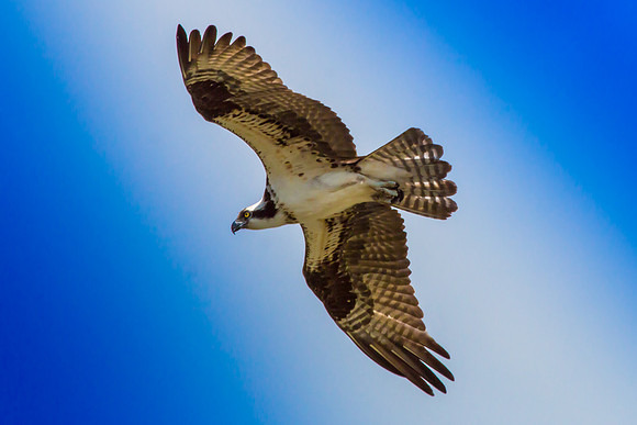 20160619-IMG_0174 ~ TerryMercer.com-2