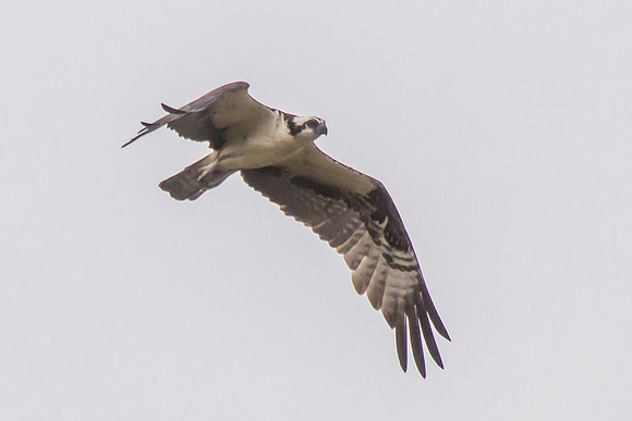 20160501-IMG_0248