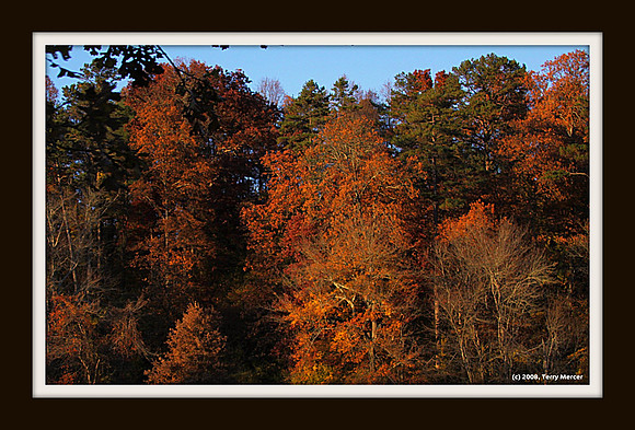Autumn Colors at Biltmore - IMG_4403