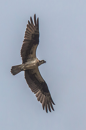 20160501-IMG_0141