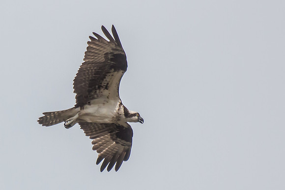 20160501-IMG_0109