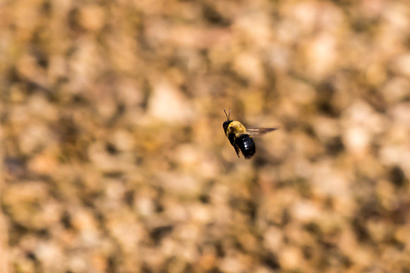 20160419-IMG_0504