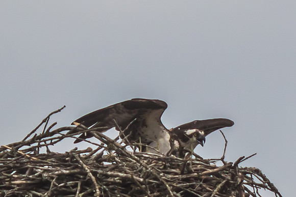 20160501-IMG_0148