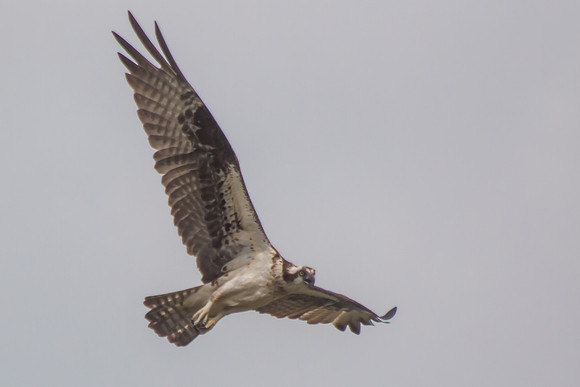 20160501-IMG_0117