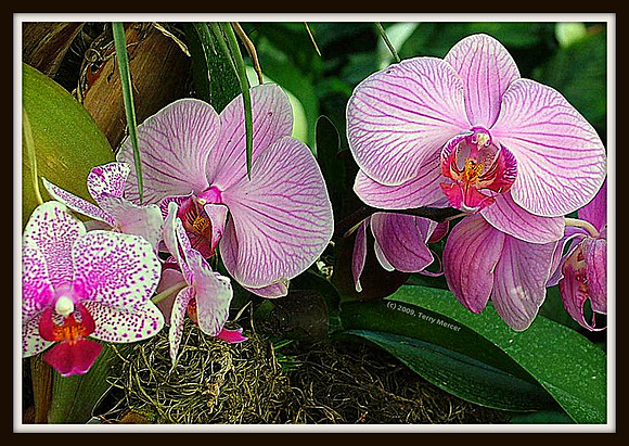 Orchids - ... DSCF8311