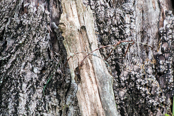 20160501-IMG_0281